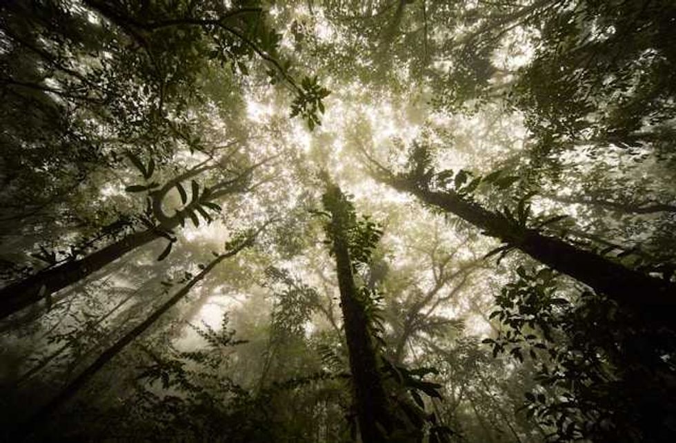Fragmented forests sequester less carbon