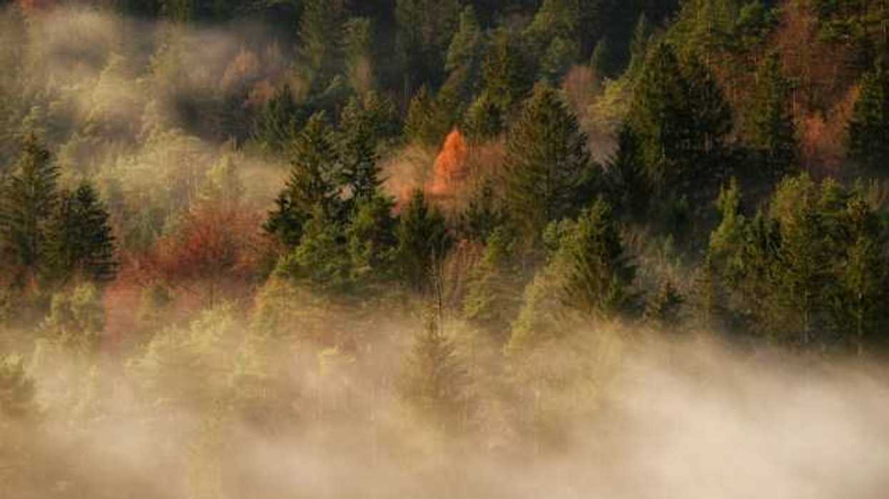 A view of a forest with mist floating between the trees