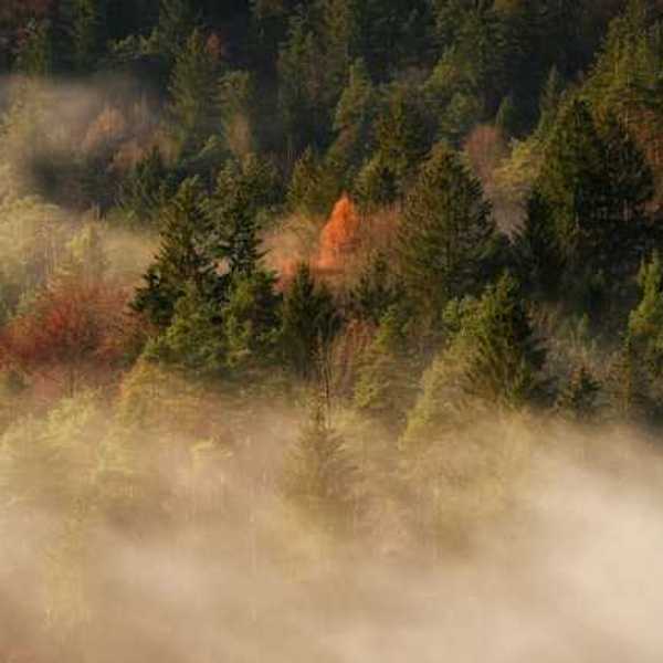 A view of a forest with mist floating between the trees