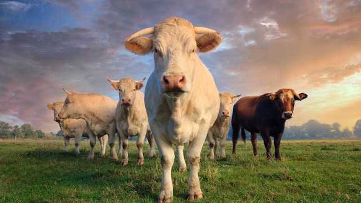 A view of a gathering of cows standing in a green field