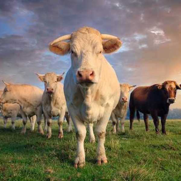 A view of a gathering of cows standing in a green field