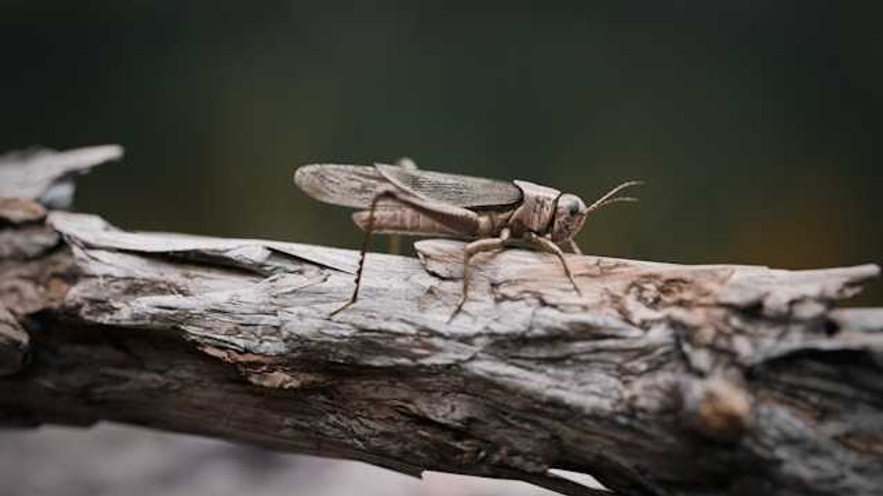 Locusts can smell PFAS, MSU researchers find