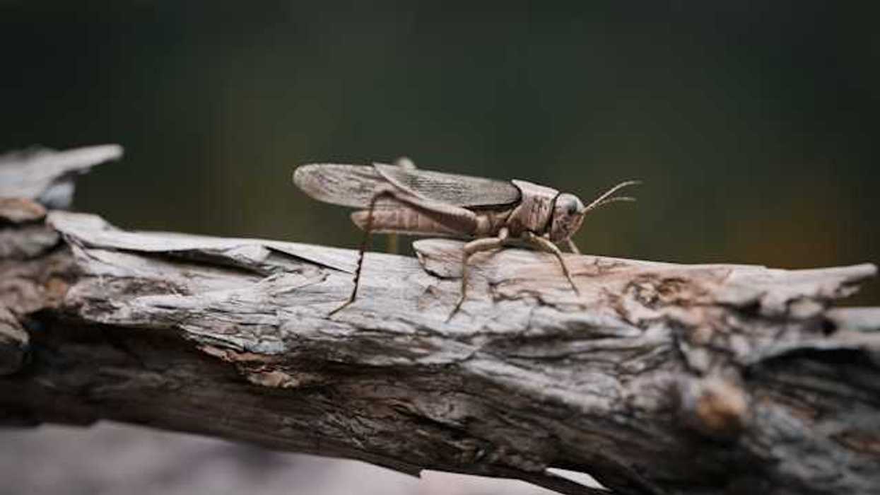 A view of a grasshopper or locust crawling on a piece of wood