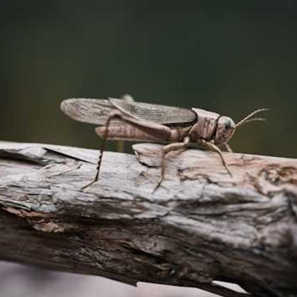 Locusts can smell PFAS, MSU researchers find