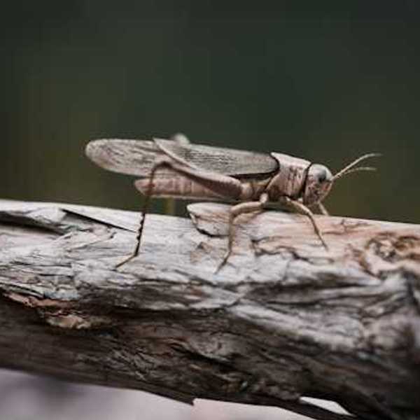 A view of a grasshopper or locust crawling on a piece of wood