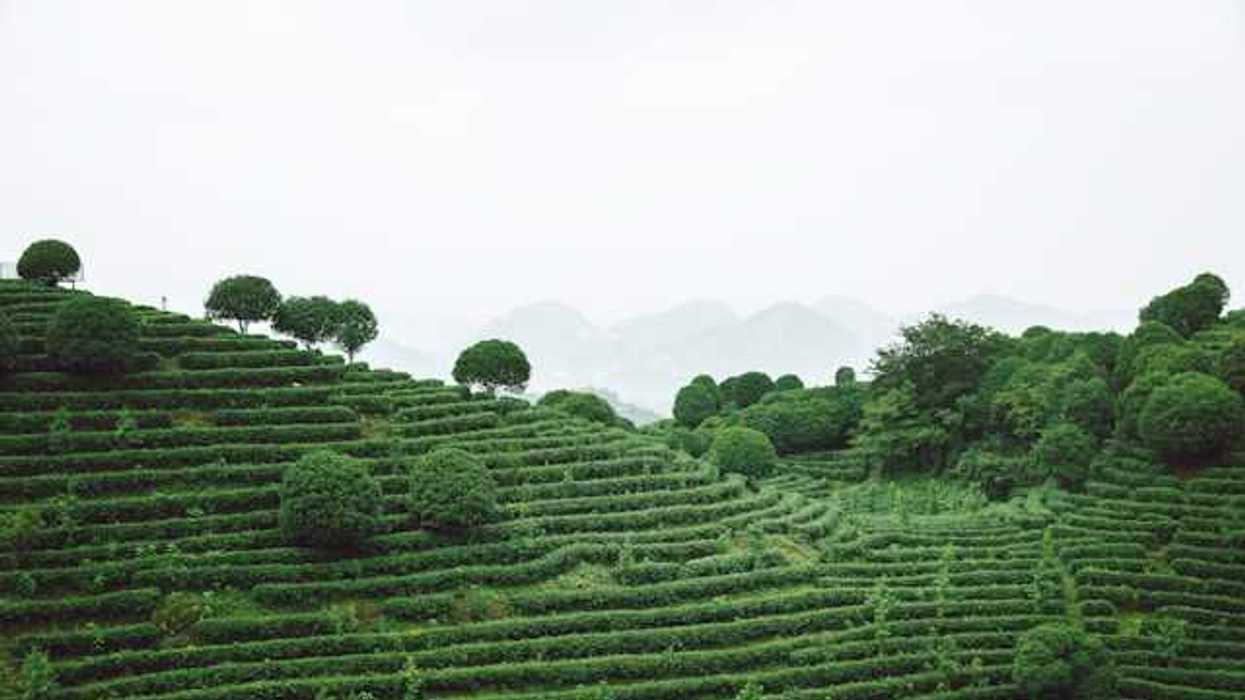 A view of a green terraced hillside