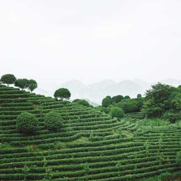 A view of a green terraced hillside
