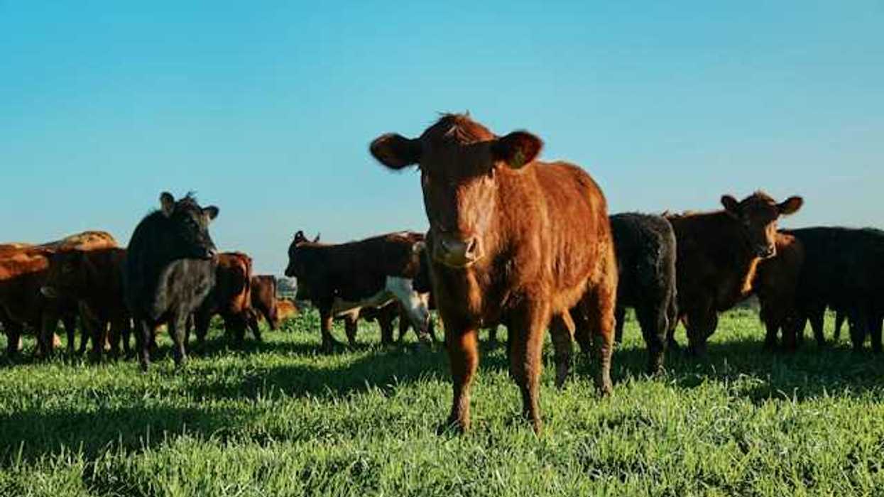 A view of a group of cows in a green pasture