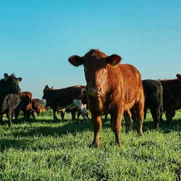 A view of a group of cows in a green pasture