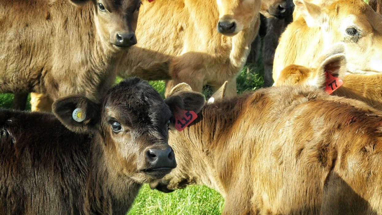 A view of a group of cows