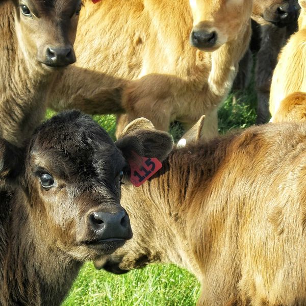 A view of a group of cows