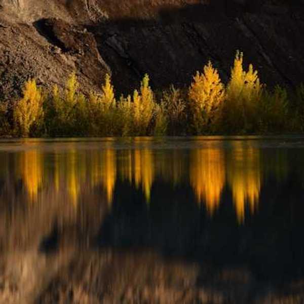 A view of a lake with trees at the water line