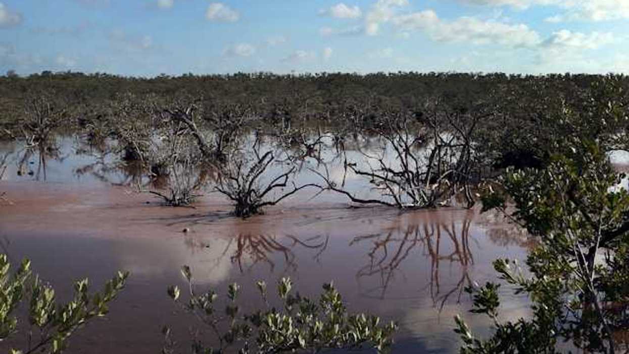 A view of a mangrove forest with short shrubs and water