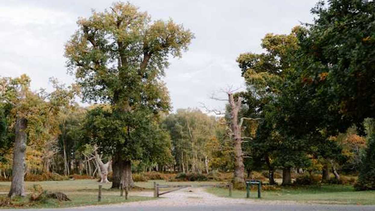 A view of a path through a park with green grass and trees