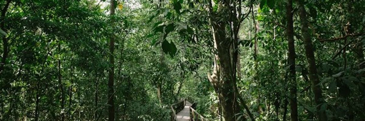 A view of a path through a tropical forest.