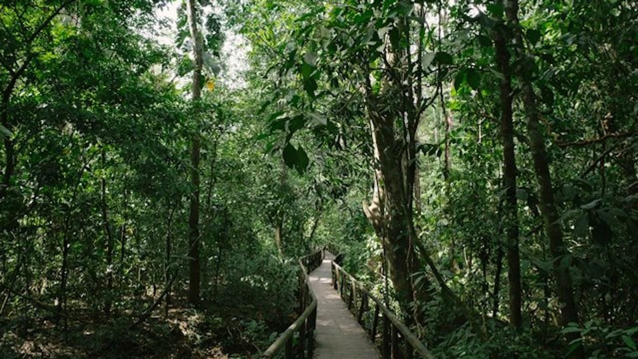 A view of a path through a tropical forest.