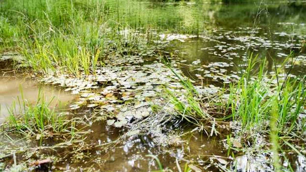 A view of a pond with many leaves floating on the surface