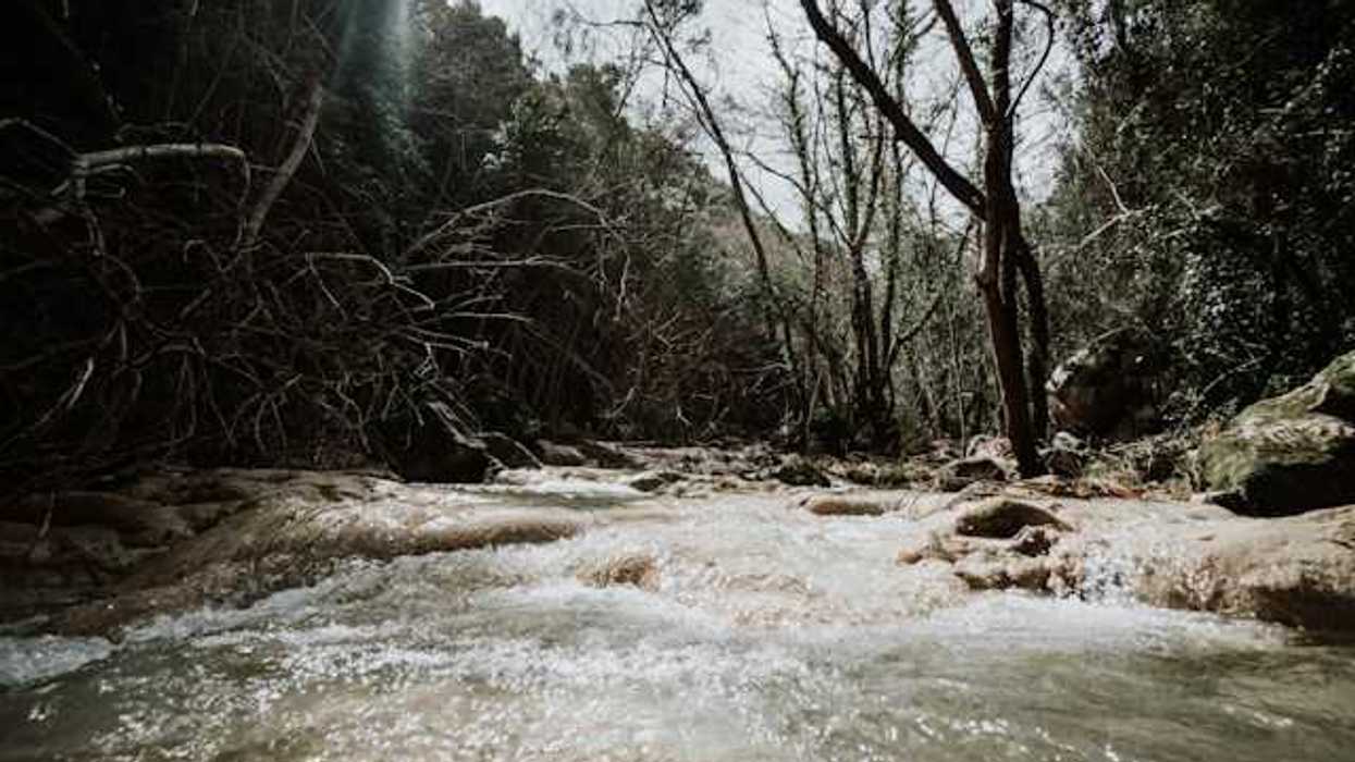 A view of a raging creek with trees on the banks