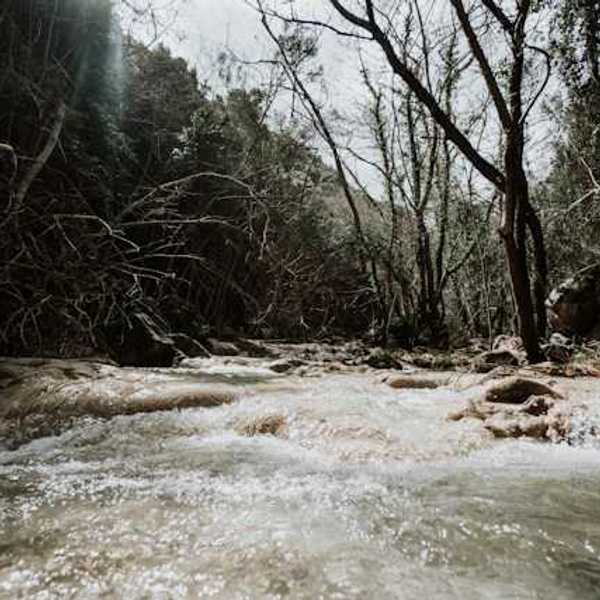 A view of a raging creek with trees on the banks