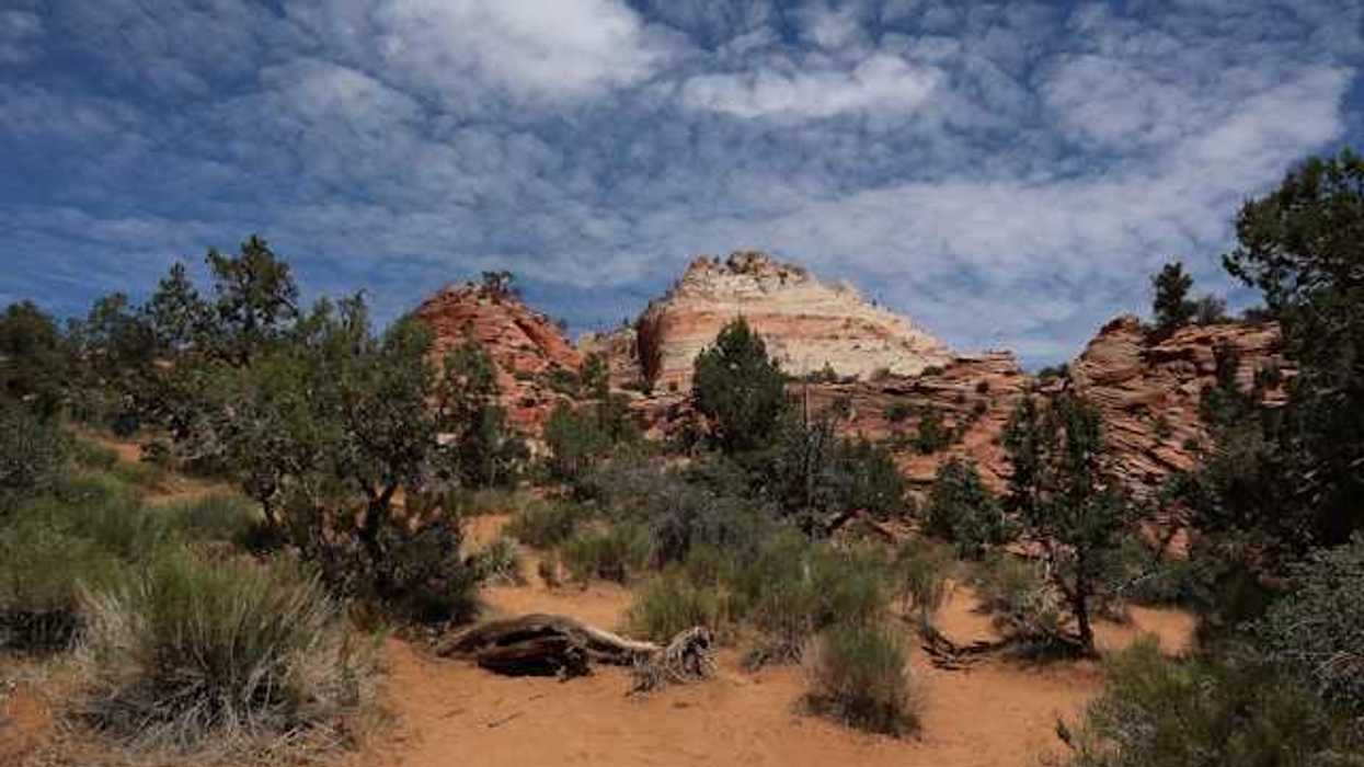 A view of a red and tan mountain with brush and trees in the foreground