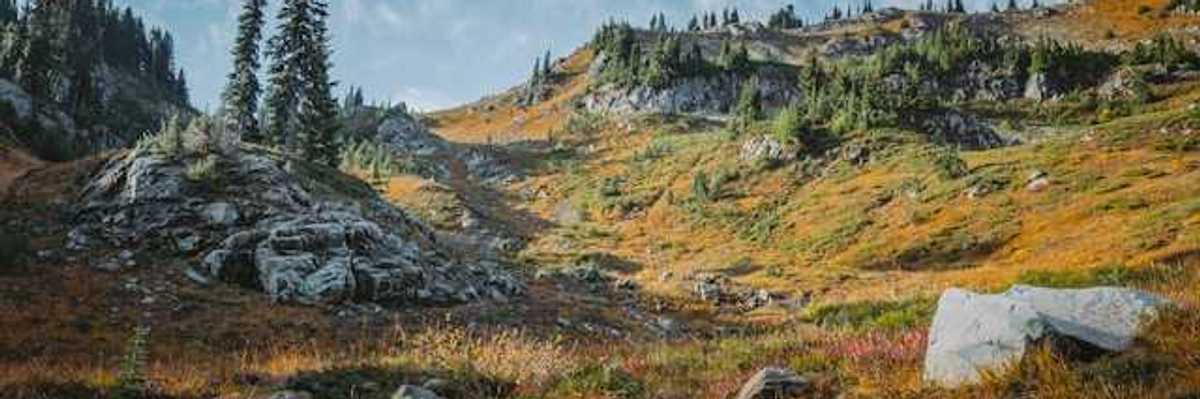 A view of a rocky wilderness with trees and boulders