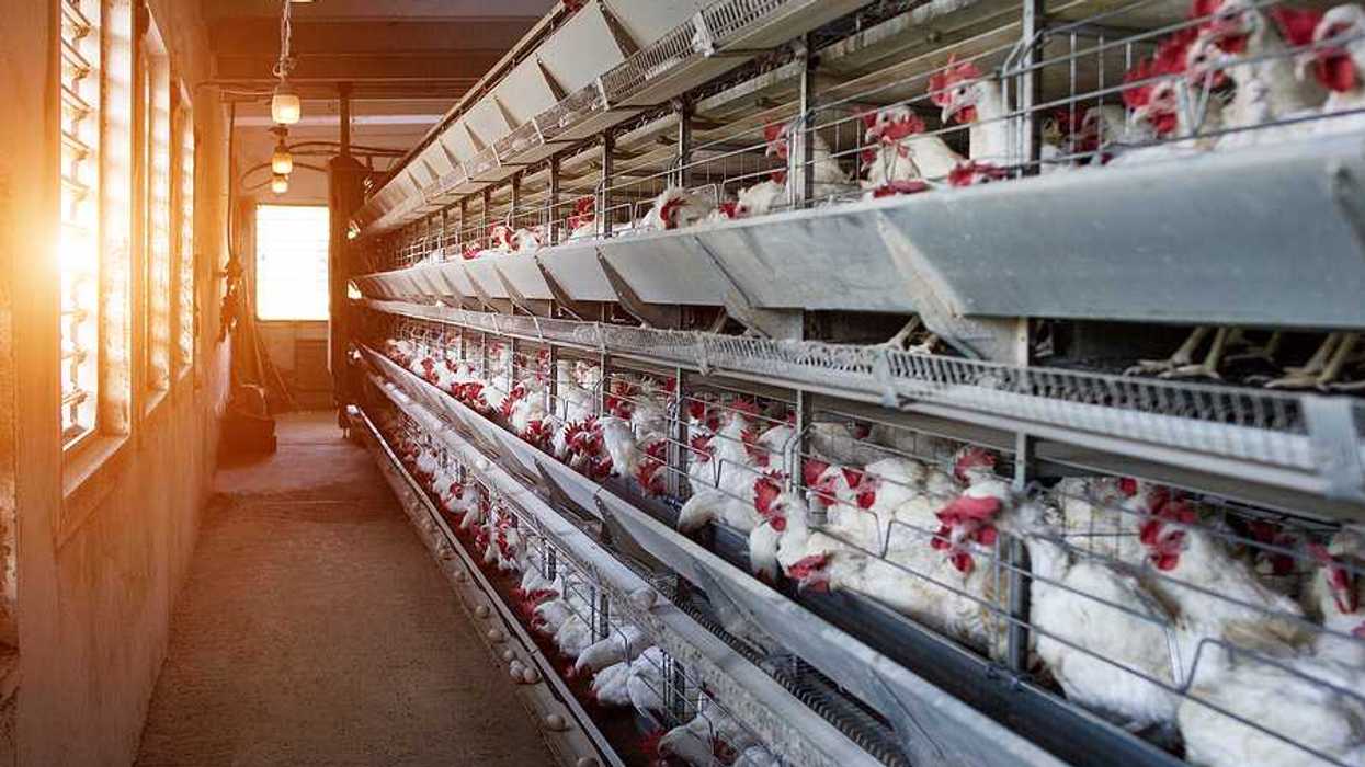 A view of a row of chickens in a factory farm