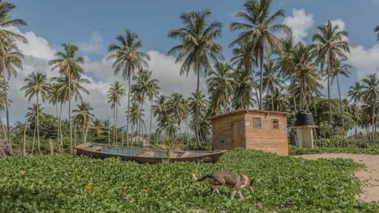 A view of a tropical beach covered in green ground cover with a dog walking through it