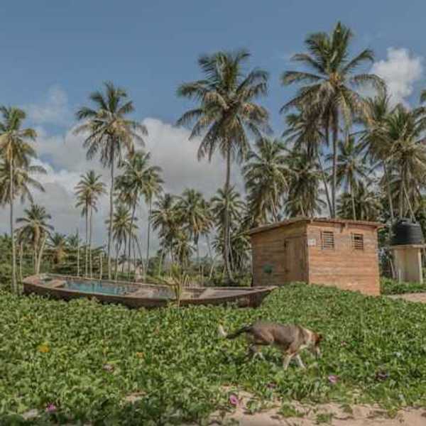 A view of a tropical beach covered in green ground cover with a dog walking through it