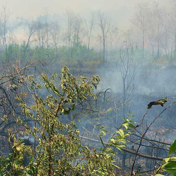 A view of a tropical field that is burning