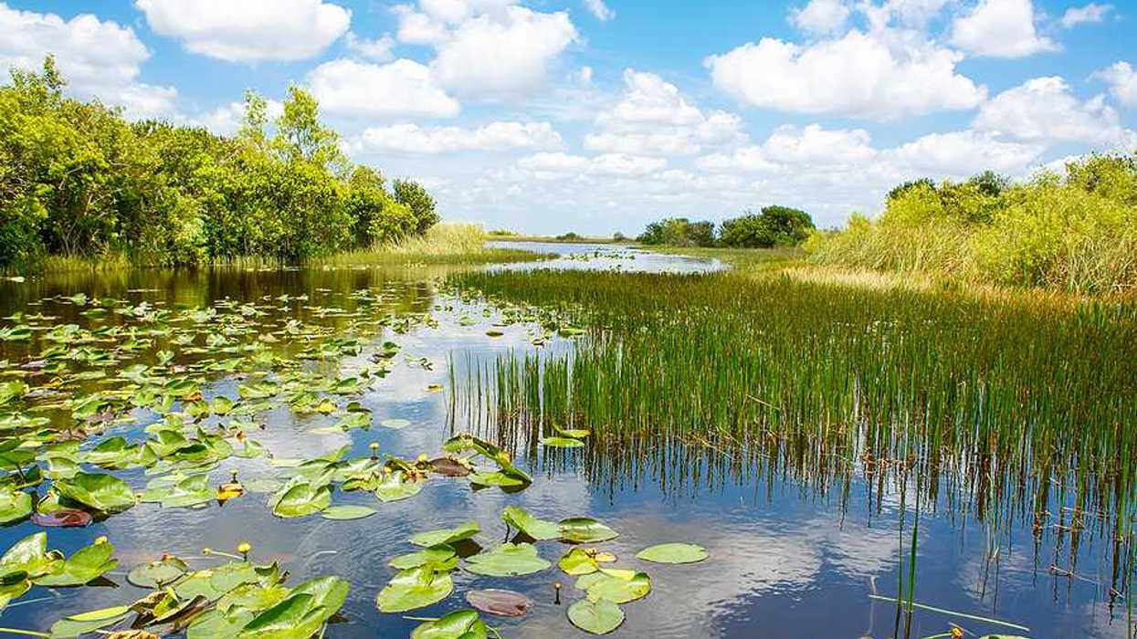 A view of a wetlands area with a blue sky in the background