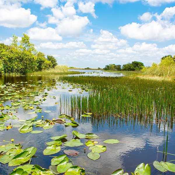 A view of a wetlands area with a blue sky in the background