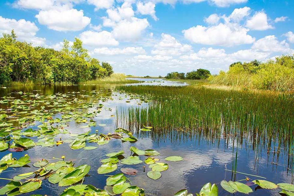 Protected wetlands can’t keep microplastics out