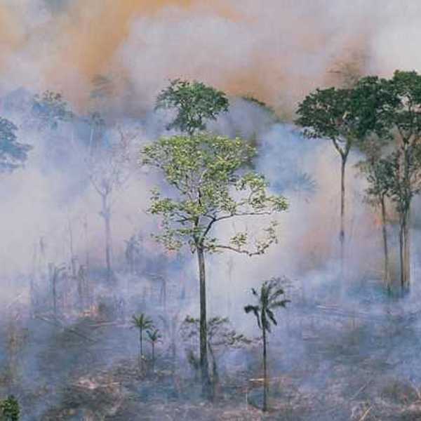 A view of Amazon forest with forest fire smoke floating between the trees