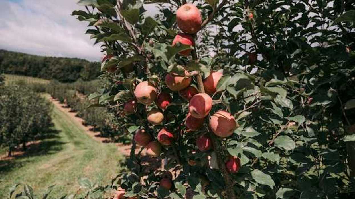 A view of an apple orchard with a closeup of apples on a tree
