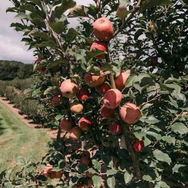 A view of an apple orchard with a closeup of apples on a tree