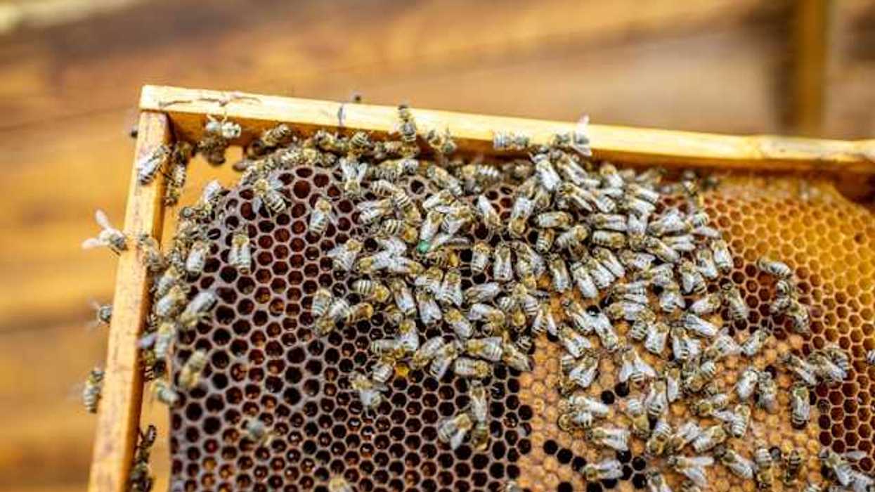 A view of bees on a bee hive panel