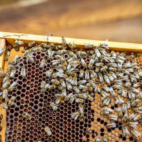 A view of bees on a bee hive panel