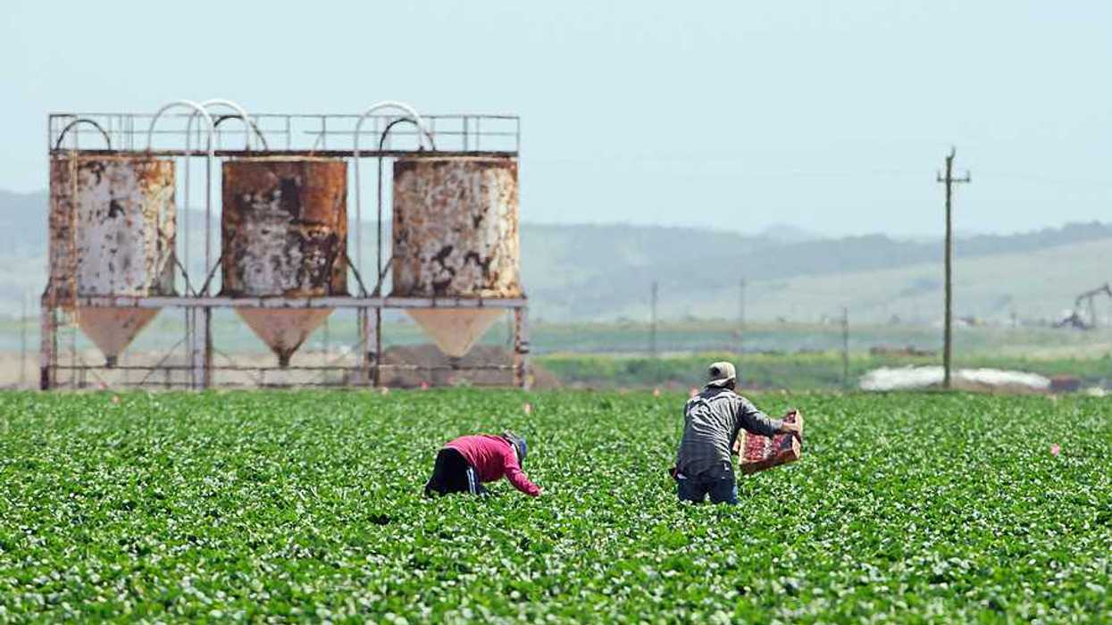 A view of farm workers bending over fields with mountains in the background