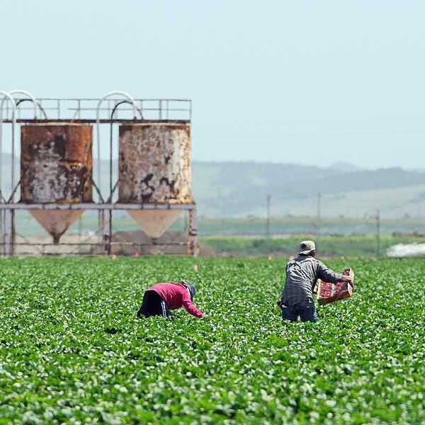 A view of farm workers bending over fields with mountains in the background