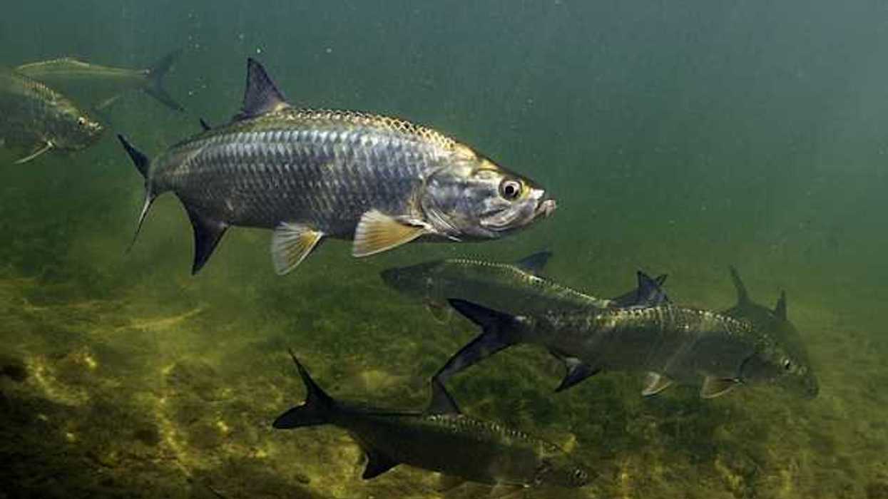 A view of fish swimming in a murky river