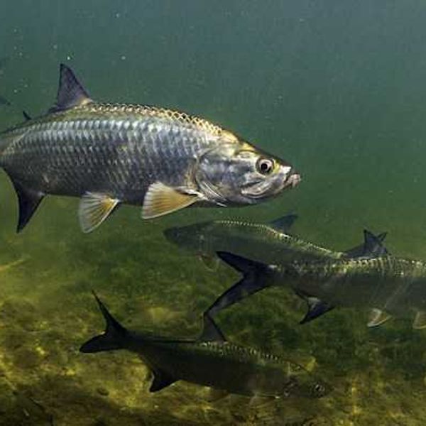 Scientists uncover hidden risks of biodegradable plastics through fish blood