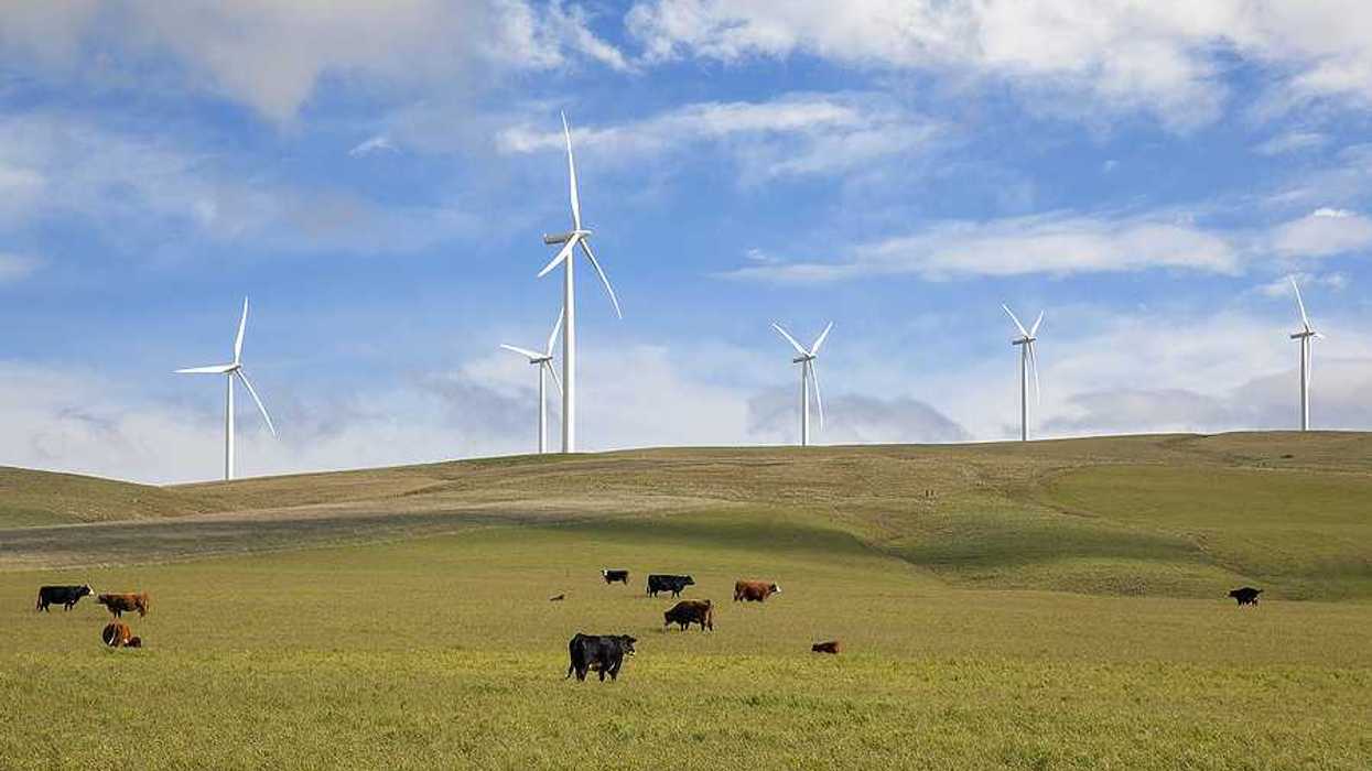 A view of green hills with cattle grazing on them with wind turbines in the background