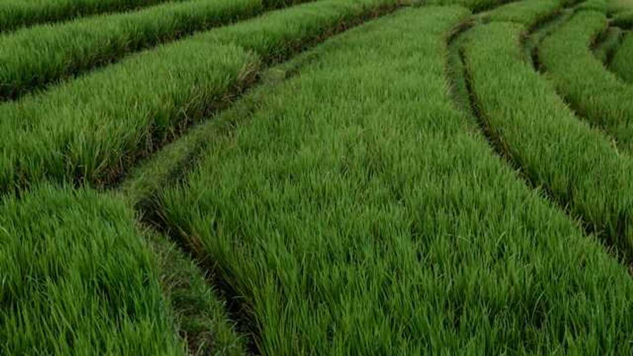 A view of rows of rice plants in a field