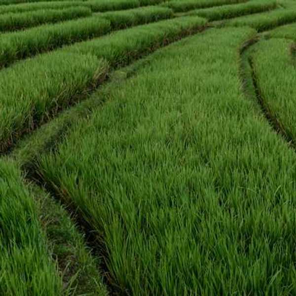 A view of rows of rice plants in a field