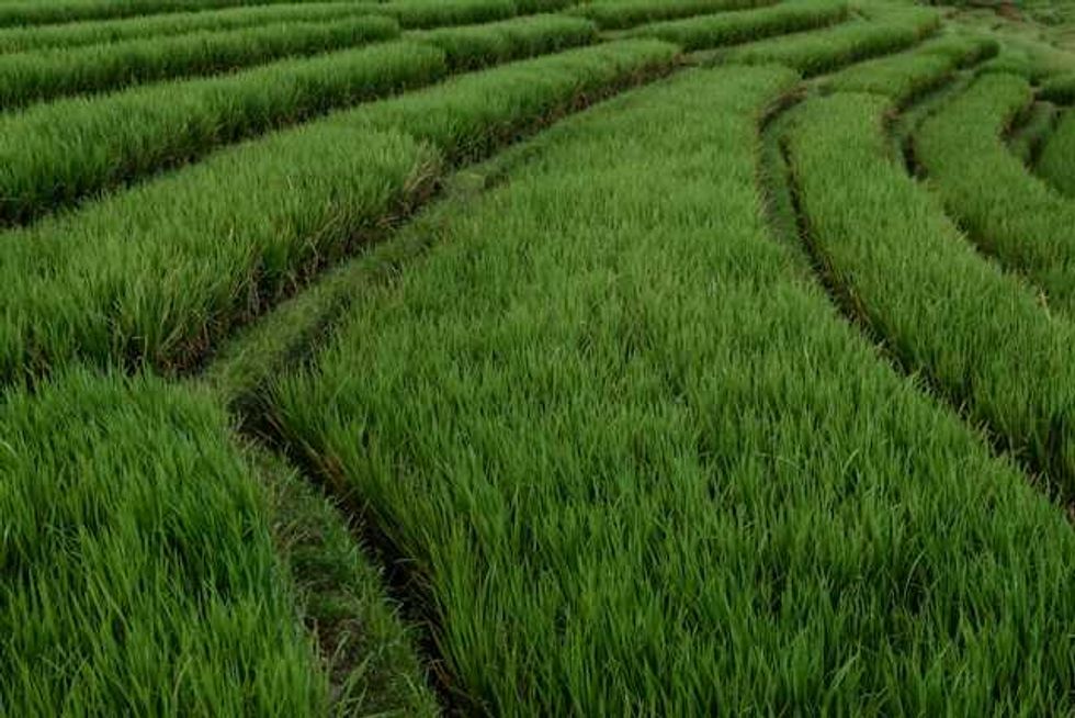 ‘Thrilling’: Dutch cattle farmers switch to rice as solution to warmer climate and sinking peatlands