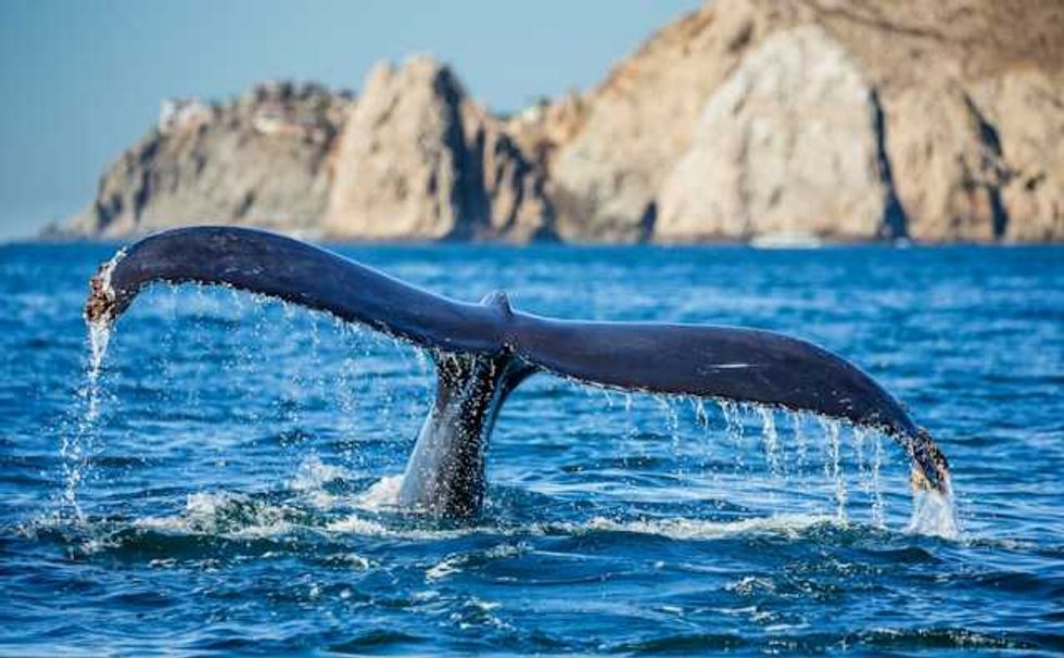 Why whales are climate heroes — who also need our protection