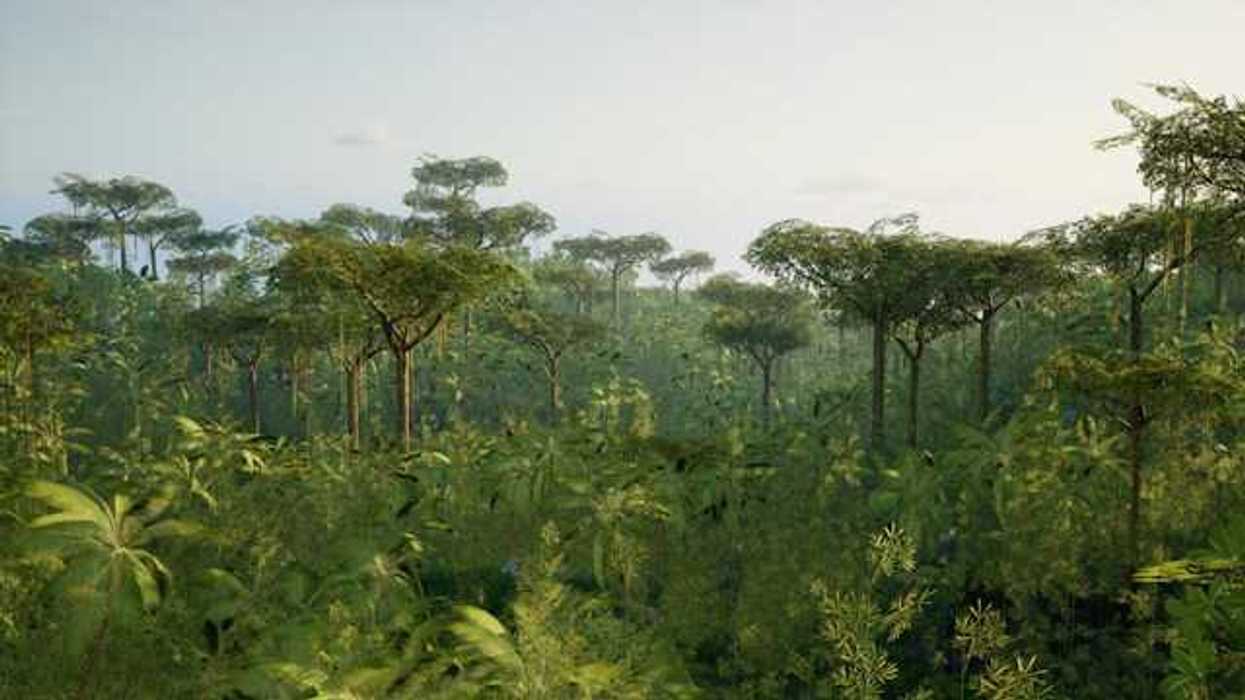 A view of the tops of trees in a rainforest