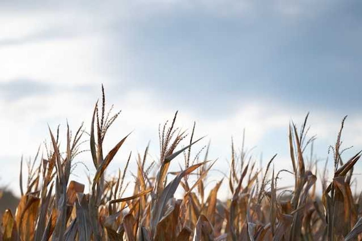 Drought-hit Britain heads for worst cereal harvest in four…