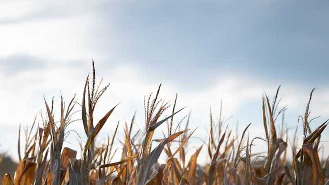 A view of the tops of wheat stalks in a field