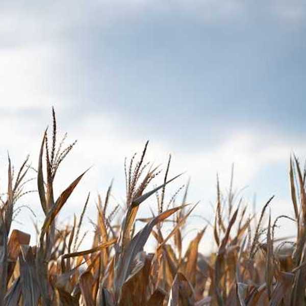 A view of the tops of wheat stalks in a field